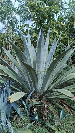 Aloe vera is a tall, broad-leaved tree that grows in the Metta region of India