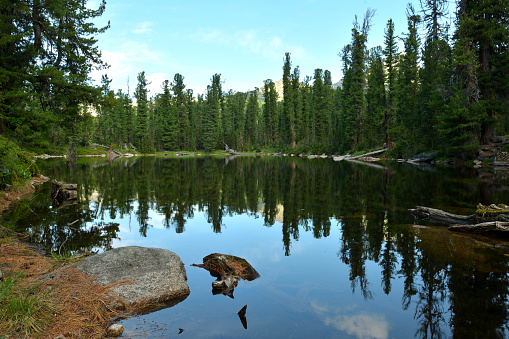 Stones and trunks of fallen trees looking out from the surface of a calm lake, surrounded by a dense coniferous forest on a sunny summer day. Bear Lake, Ergaki Nature Park, Krasnoyarsk Territory, Siberia, Russia.
