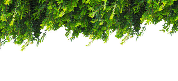 istock Close up creeper plant green leaves isolated. 1703313126