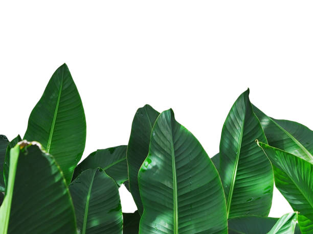 istock Close up green banana leaves isolated. 1703313127