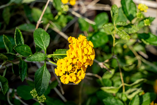 Closeup view of yellow lantana flower. Yellow lantana plant