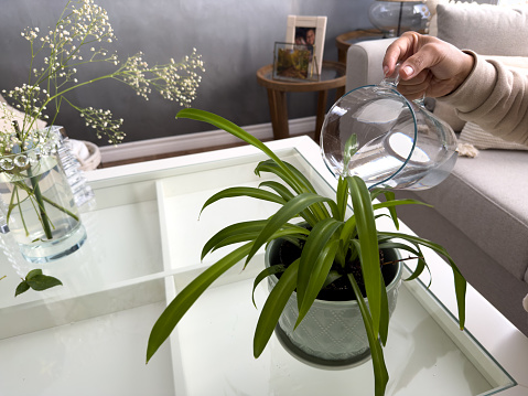 Woman waters plant in the center of the living room