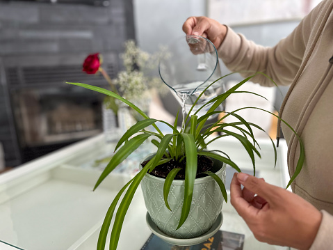 Woman waters plant in the center of the living room