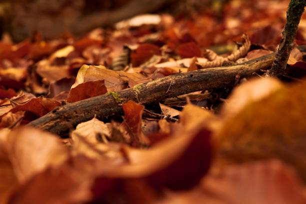 istock Cluster of fallen leaves scattered around a tall tree trunk, creating a natural autumnal landscape 1703353199