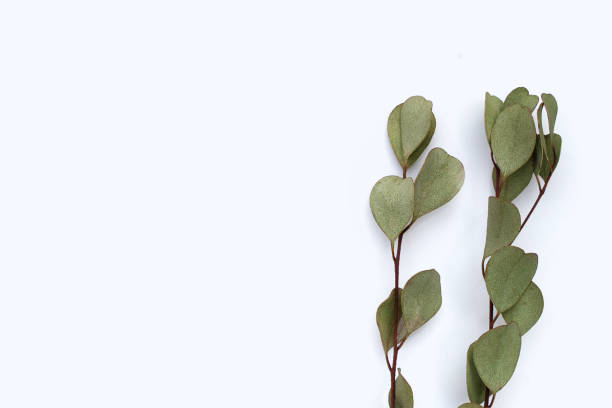 istock Dried eucalyptus leaves on white bakcground. 1703355835