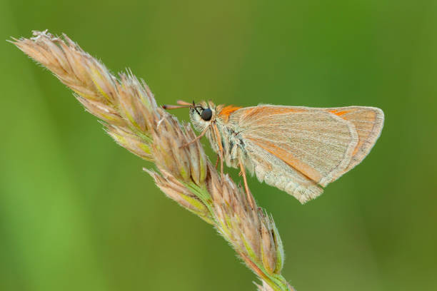 istock orange butterfly close up. Macro 1703356441