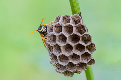 A wasp is any insect of the narrow-waisted suborder Apocrita of the order Hymenoptera which is neither a bee nor an ant; this excludes the broad-waisted sawflies (Symphyta),