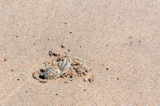 istock crab crawling out of a hole 1703359144