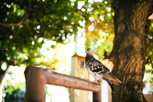 One little brown bird on porch in spring.  Canada.  Portrait.  Copy space