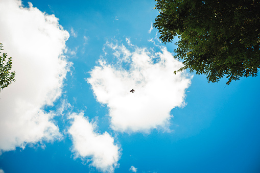 A dove exiting a cloud.