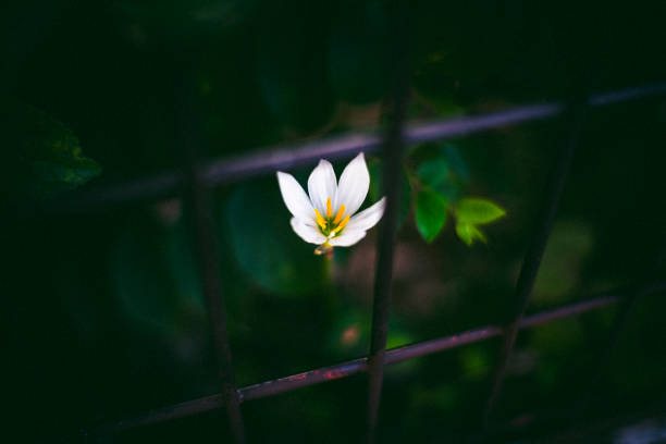 Tama Noren blooms in the slums of Tokyo