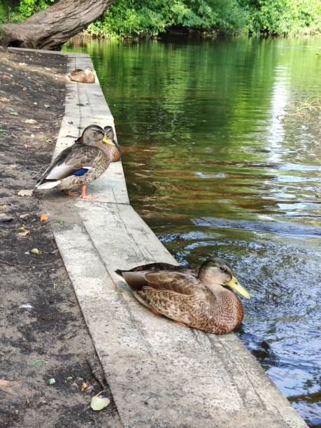 istock Ducks in the park on a summer day 1703371484