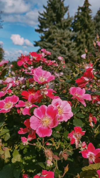 istock Beautiful flowers on a spring day 1703379477