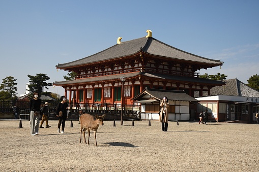 Nara, Japan – November 11, 2022: A deer strolling among a group of people near a historic Japanese temple in Nara, Japan