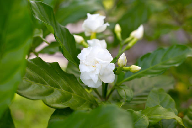 istock Crepe jasmine, East Indian rosebay 1703405304