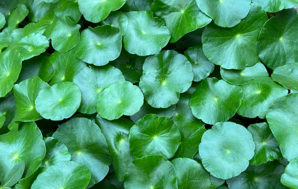 istock Centella asiatica (gotu kola). Fresh green leaves herb background. 1703406881