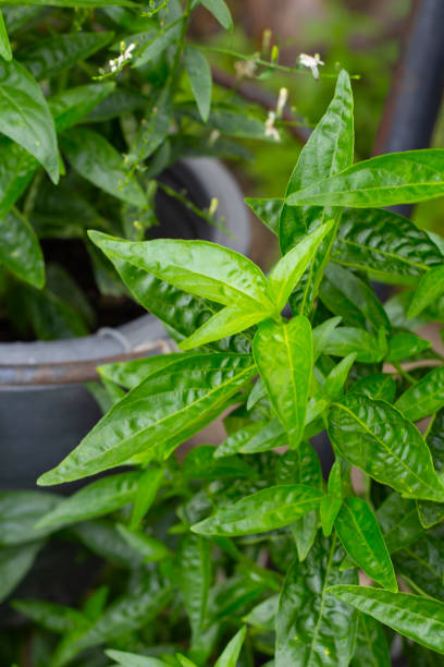 istock Andrographis paniculata plant in the garden 1703409592