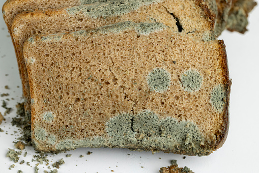 dangerous pieces of bread covered with mold on the table, a loaf of bread made of wheat and rye flour spoiled by bacteria and mold