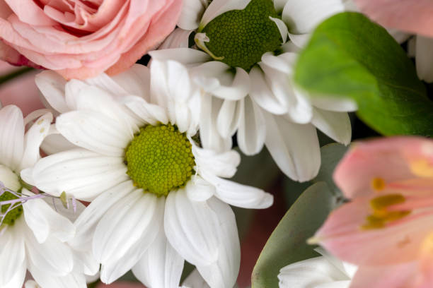 istock used to create a bouquet of old flowers with defects 1703410765