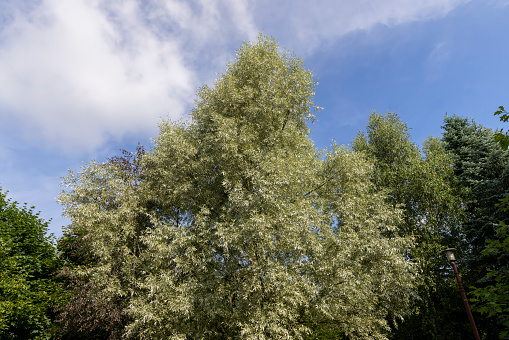 beautiful silver willow tree foliage with green foliage, beautiful silver willow tree foliage in sunny weather