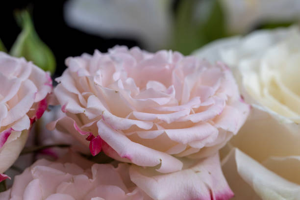 istock a bouquet with different types of flowers in close-up 1703410783
