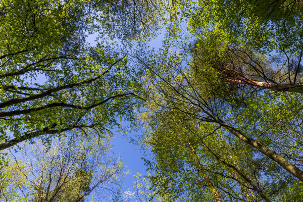 istock young foliage on deciduous trees in the forest in the spring season 1703411353