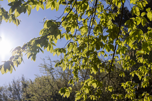 Green oak tree leaves in spring