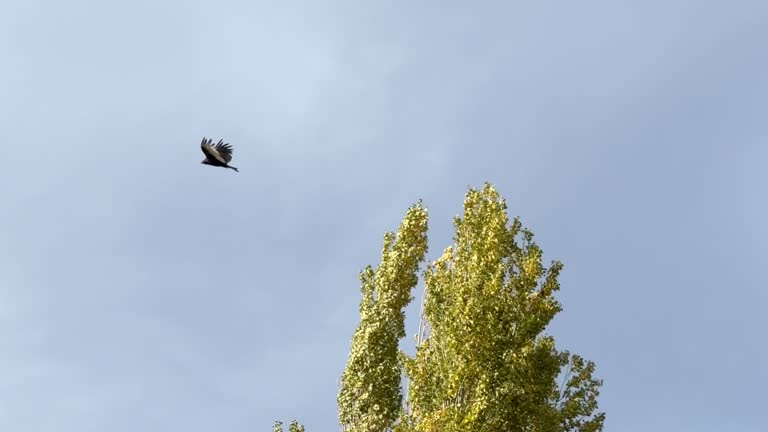 Turkey vulture soaring in a thermal