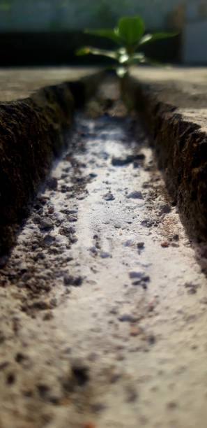 istock plants growing in sewers 1703418958