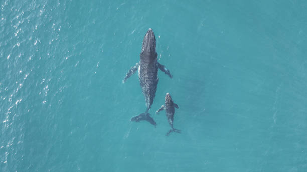 Mother and calf humpback whales migrating along the Australian coast