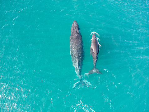 Mother and calf humpback whales migrating along the Australian coast