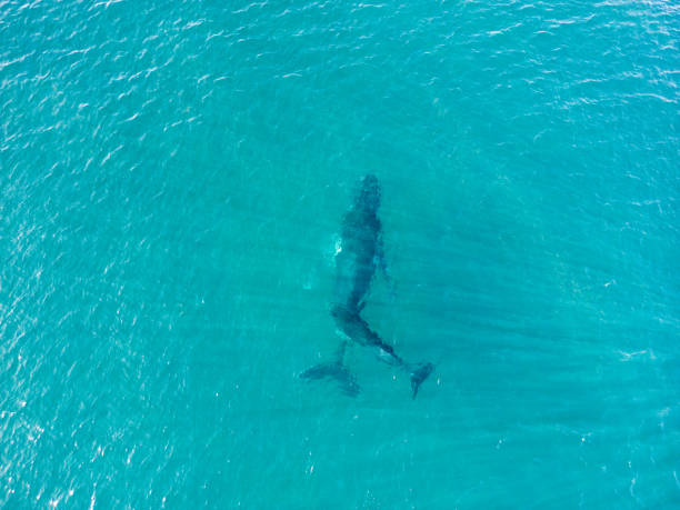 istock Mother and calf humpback whales 1703421156