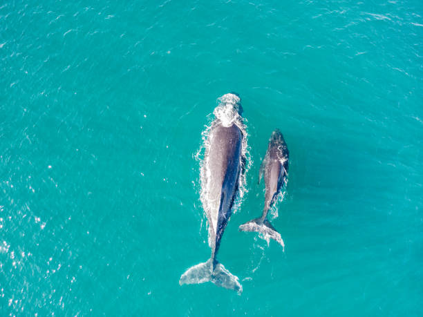 istock Mother and calf humpback whales 1703421157