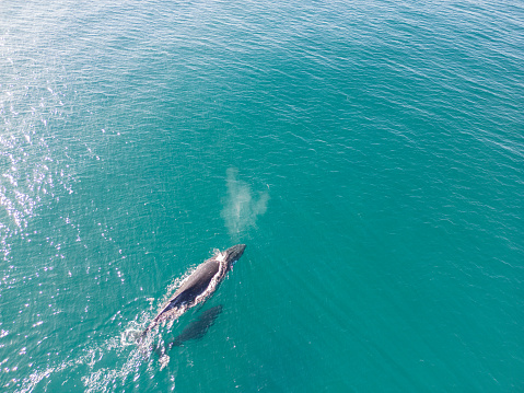 Mother and calf humpback whales migrating along the Australian coast