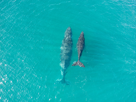 A whale breaches in the pacific ocean