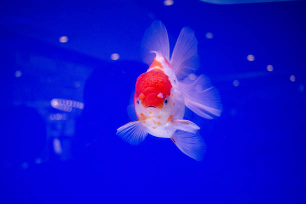 Goldfish in aquarium