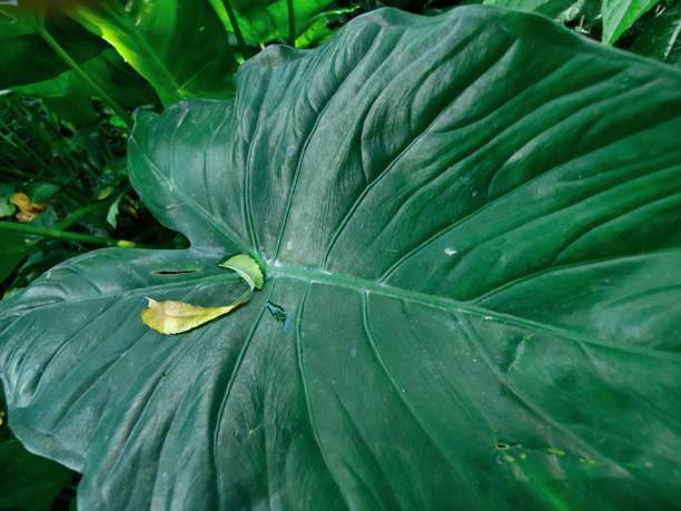 istock Green leafs, Beautify  green leafs photo 1703440575