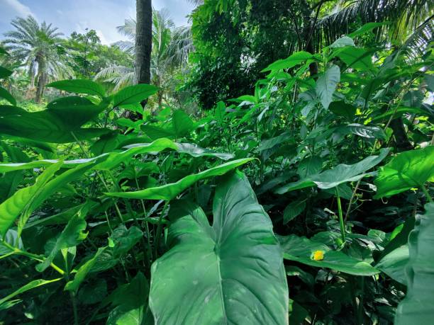 istock Green leafs, Beautify  green leafs photo 1703441140