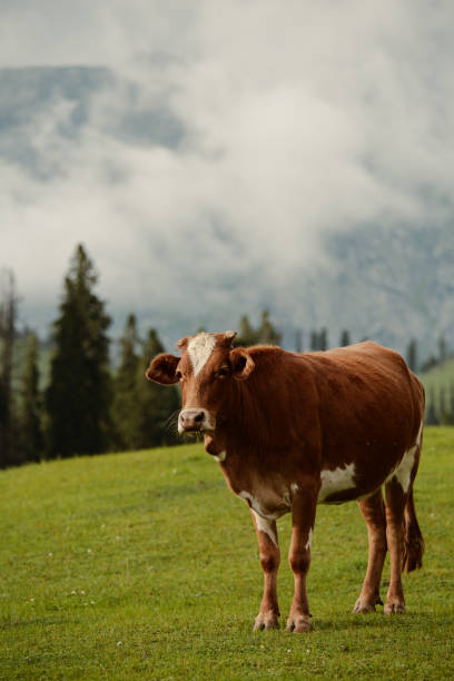 istock Cow grazing in lush green meadows 1703447655
