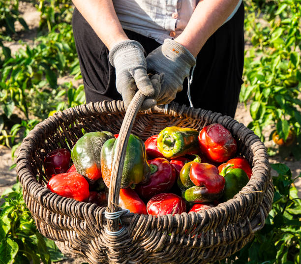 istock Pepper fruits in a basket. 1703453916