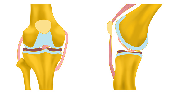 Colorful illustration of a simple knee joint