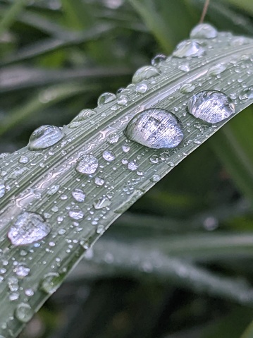 Water droplets on a lemon grass/fever grass blade. Taken on a Google Pixel 5 phone camera. 3024 x 4032 px