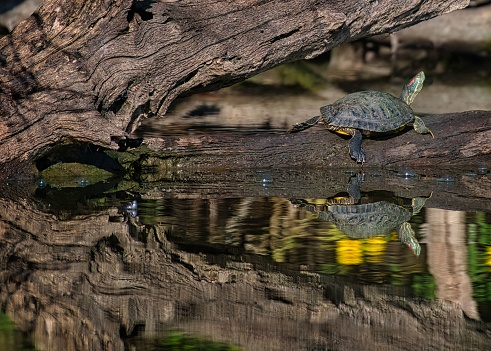 An aquatic turtle perched atop a log in a tranquil reflective pond setting