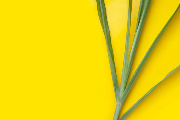 istock Sugar cane leaves on yellow background. 1703490384