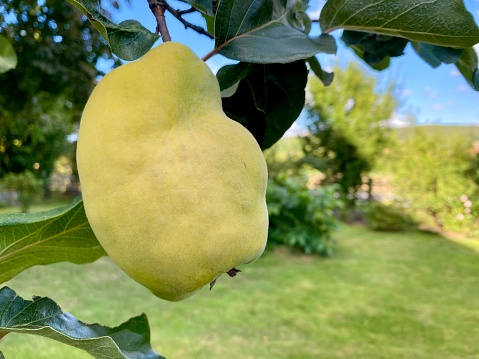 The branch is bearing ripe yellow quince fruits.