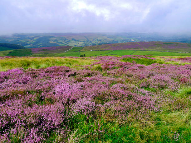 istock beautiful heather flowers on the hill 1703496808
