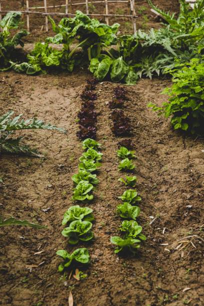 istock Flowers, plants and vegetables in an orchard. 1703504811