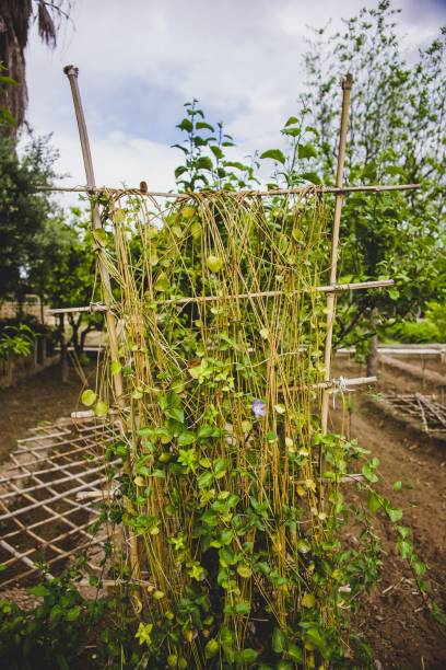 istock Flowers, plants and vegetables in an orchard. 1703506055