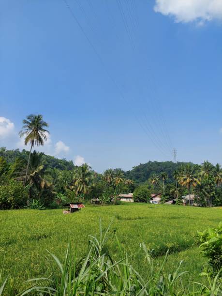 istock Green Riceville and blue sky 1703507492