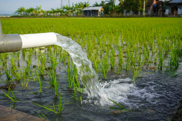 istock Irrigation of rice fields using pump wells with the technique of pumping water from the ground to flow into the rice fields. The pumping station where water is pumped from a irrigation canal system. 1703507498